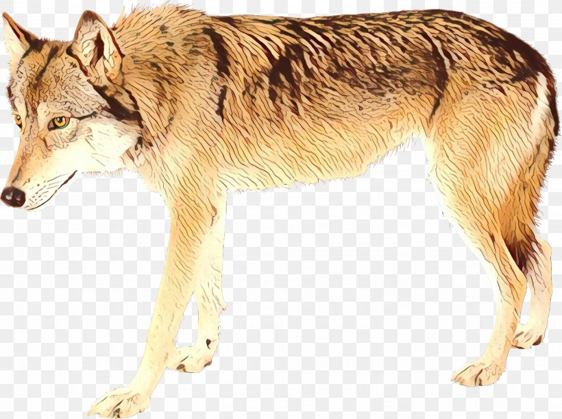 Saarloos Wolfdog Czechoslovakian Wolfdog Tamaskan Dog Seppala Siberian Sleddog Dog Breed, PNG, 2557x1907px, Saarloos Wolfdog, Ancient Dog Breeds, Canidae, Canis, Carnivore Download Free