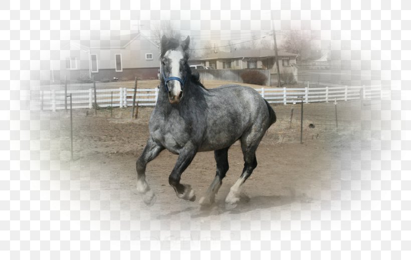 Stallion Foal Arabian Horse Roan Welsh Pony And Cob, PNG, 800x519px, Stallion, Arabian Horse, Breed, Bridle, Foal Download Free