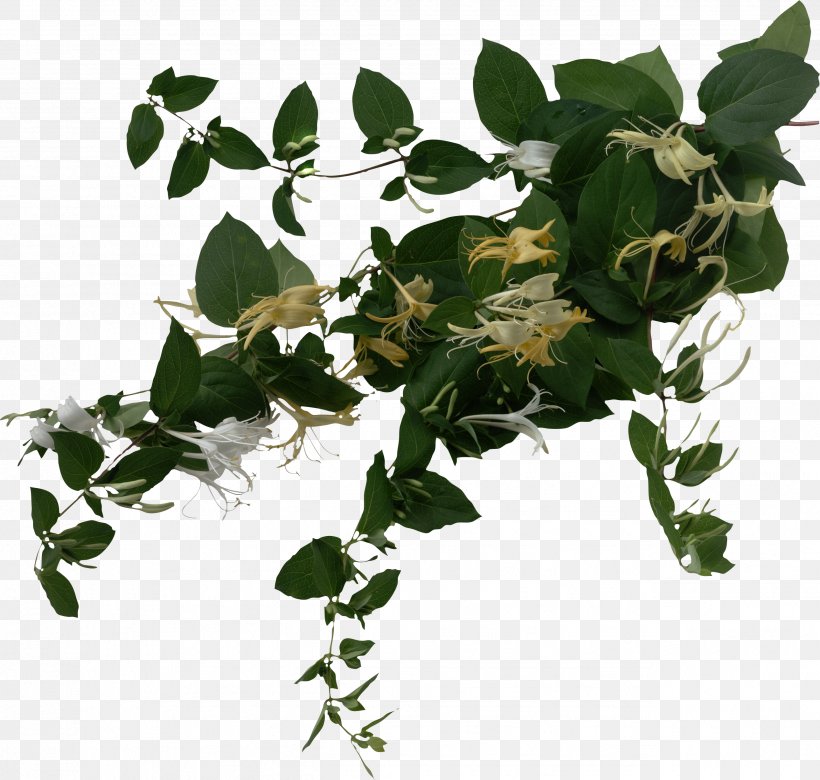 Vine Plant Leaf Tree, PNG, 2578x2455px, Vine, Branch, Flower, Flowering Plant, Flowerpot Download Free