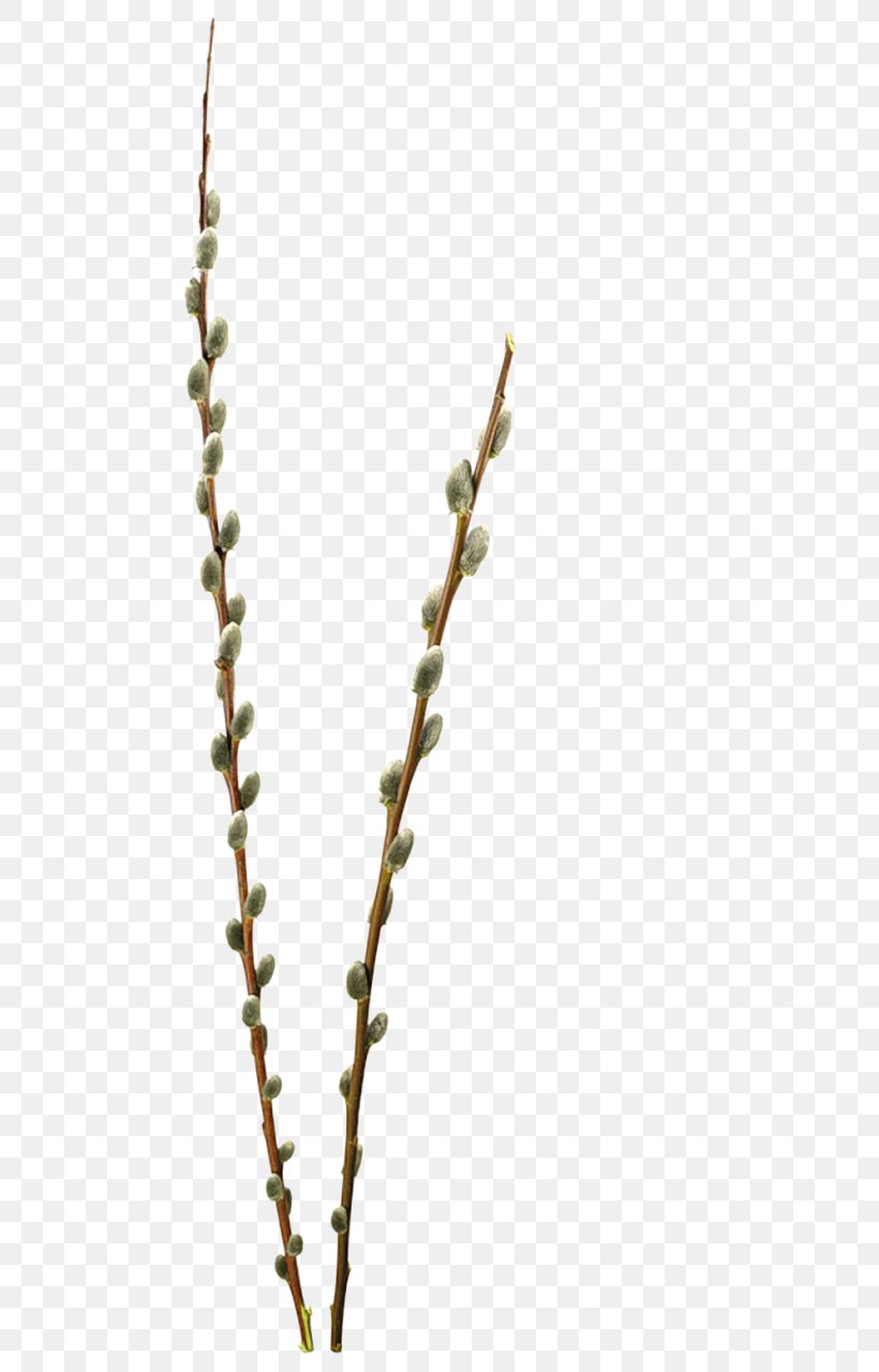 Willow Clip Art, PNG, 635x1280px, Willow, Branch, Catkin, Information, Photography Download Free