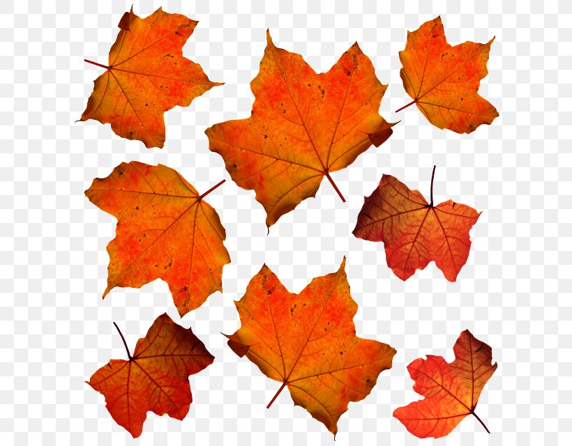 Autumn Leaf Color Maple Leaf Orange, PNG, 640x640px, Autumn, Autumn Leaf Color, Color, Deciduous, Green Download Free
