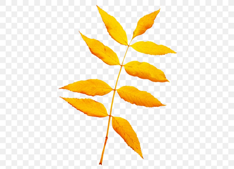 Autumn Leaf Color Yellow Clip Art, PNG, 430x591px, Leaf, Autumn, Autumn Leaf Color, Branch, Brown Download Free