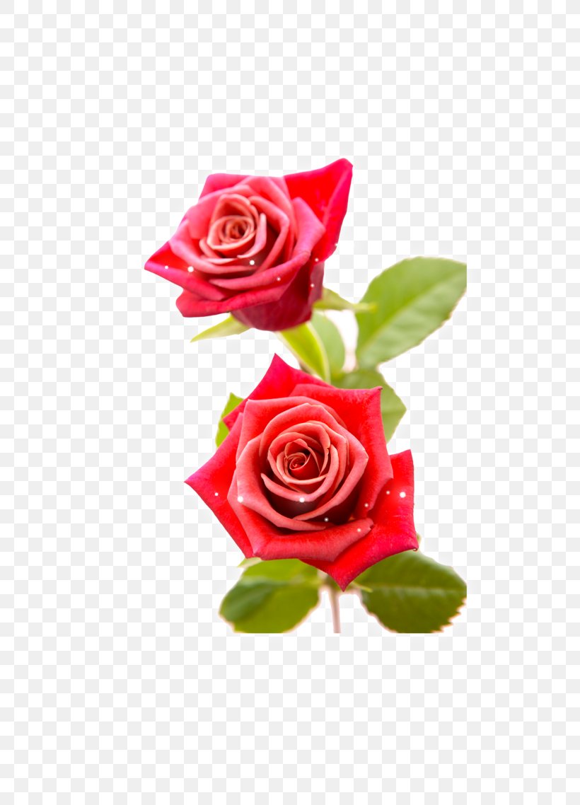 Blue Rose Desktop Wallpaper Flower, PNG, 740x1138px, Rose, Black Rose, Blue Rose, Color, Cut Flowers Download Free