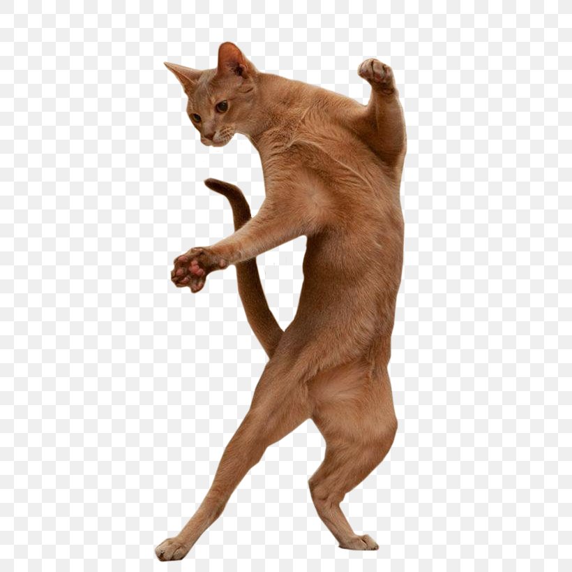 Burmese Cat Dance Image GIF, PNG, 628x819px, Burmese Cat, Animation, Burmese, Carnivoran, Cat Download Free