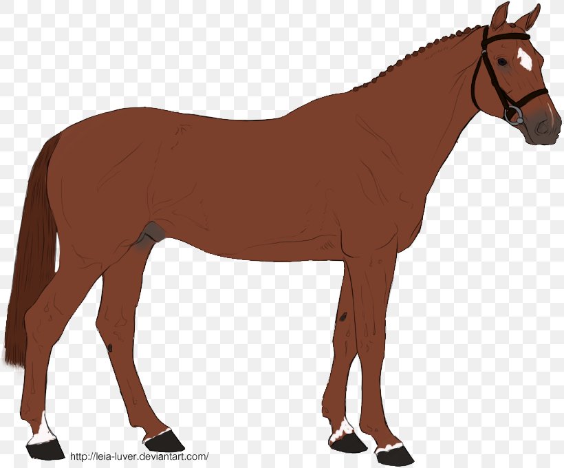 Mule Horse Many Things Photography Rein Pony, PNG, 815x680px, Mule, Animal Figure, Bridle, Colt, Foal Download Free