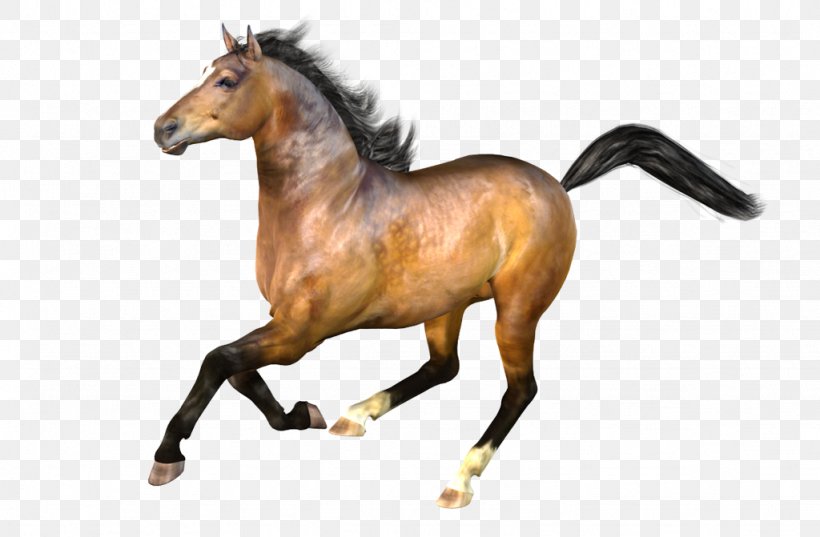 Mustang Stallion Rendering Mare Pony, PNG, 1024x671px, Mustang, Animal Figure, Bit, Bridle, Halter Download Free