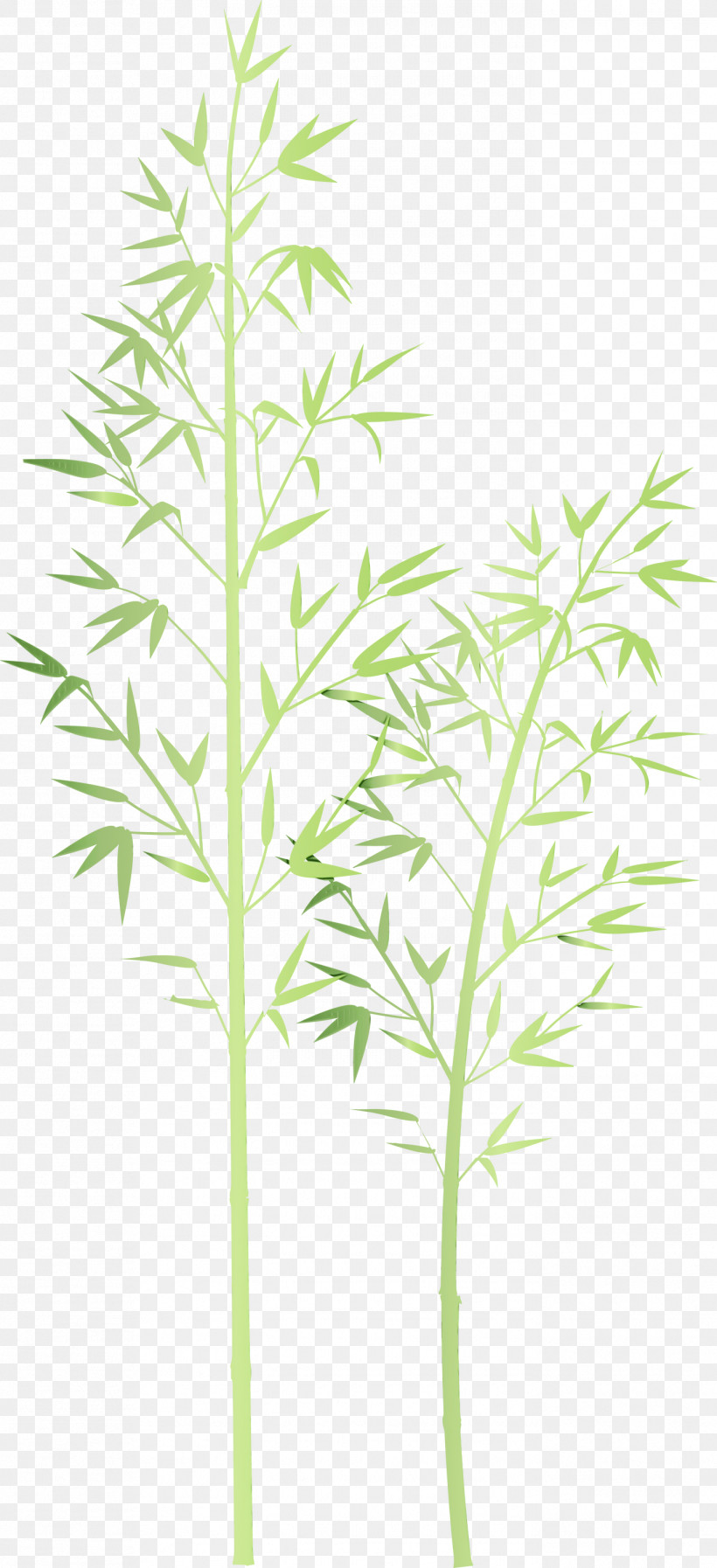 Plant Flower Leaf Plant Stem Grass Family, PNG, 1371x3000px, Bamboo, Flower, Grass, Grass Family, Heracleum Plant Download Free