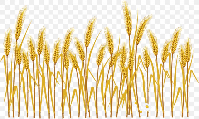 Common Wheat Cereal Ear Illustration, PNG, 860x516px, Common Wheat, Avena, Cereal, Cereal Germ, Commodity Download Free