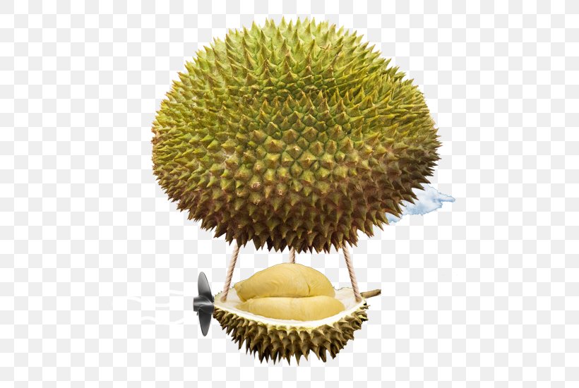 Durio Zibethinus Fruit Food Ingredient Pasta, PNG, 595x550px, Durio Zibethinus, Dooriyan, Durian, Durian Culture, Food Download Free