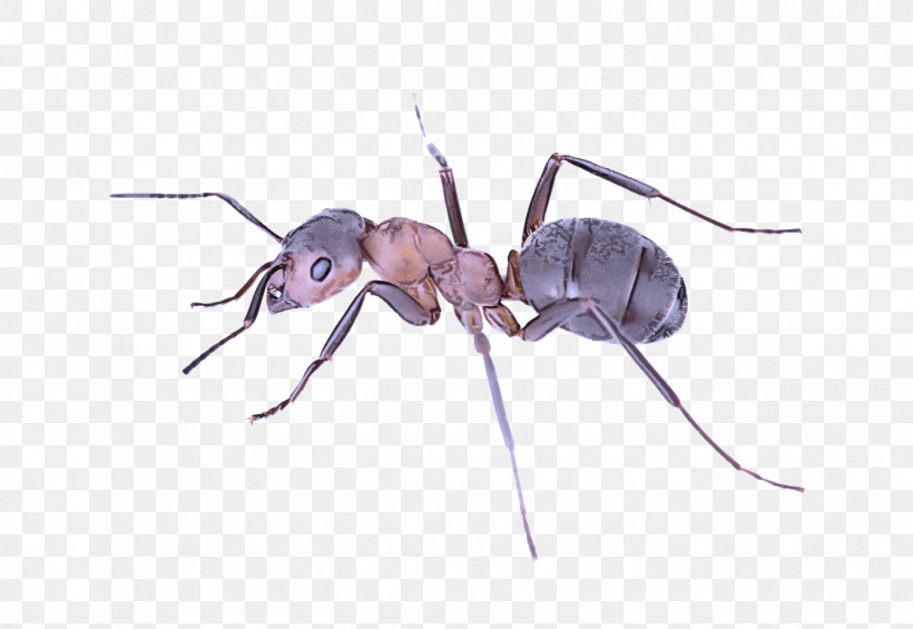Insect Carpenter Ant Pest Ant Membrane-winged Insect, PNG, 1340x924px, Insect, Ant, Carpenter Ant, Membranewinged Insect, Pest Download Free