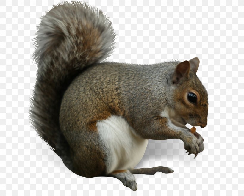 Squirrel Grey Squirrel Ground Squirrels Fox Squirrel Snout, PNG, 1280x1030px, Squirrel, Douglas Squirrel, Fox Squirrel, Grey Squirrel, Ground Squirrels Download Free