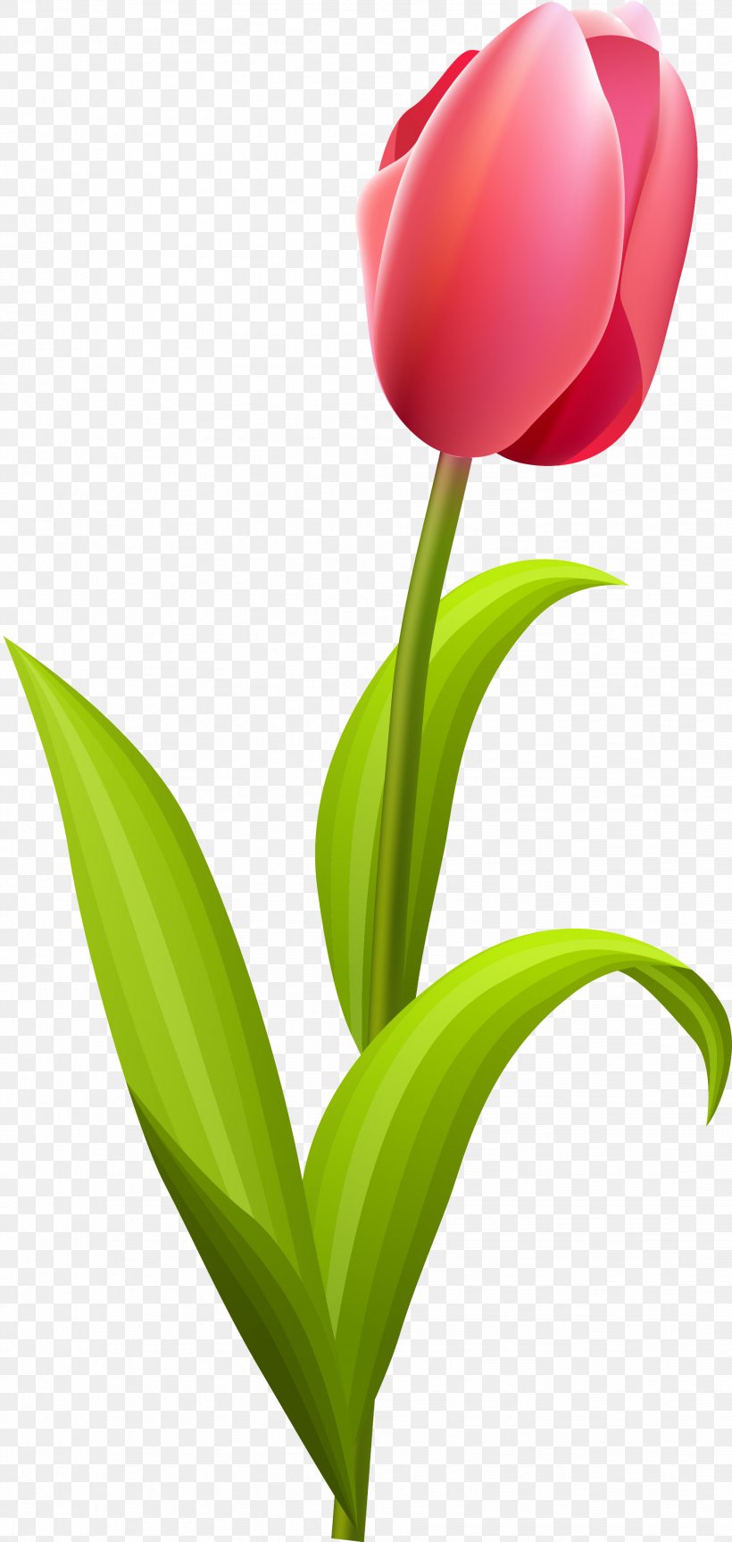 Tulip Flower Bouquet Clip Art, PNG, 1853x3904px, Tulip, Cut Flowers, Floral Design, Flower, Flower Bouquet Download Free