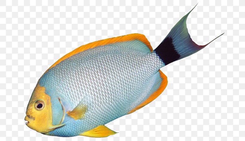 Angelfish Tropical Fish Bass Clip Art, PNG, 705x474px, Angelfish, Animal, Aquarium, Bass, Clownfish Download Free