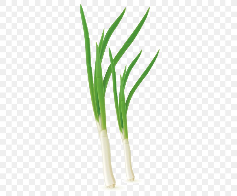 Allium Fistulosum Red Onion Scallion, PNG, 422x678px, Allium Fistulosum, Commodity, Flowerpot, Food, Grass Download Free