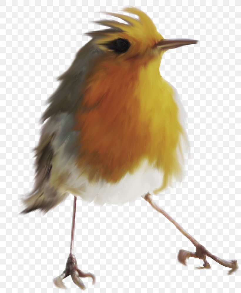 Bird European Robin Feather Beak, PNG, 822x1000px, Bird, Beak, Carpet, Character, European Robin Download Free