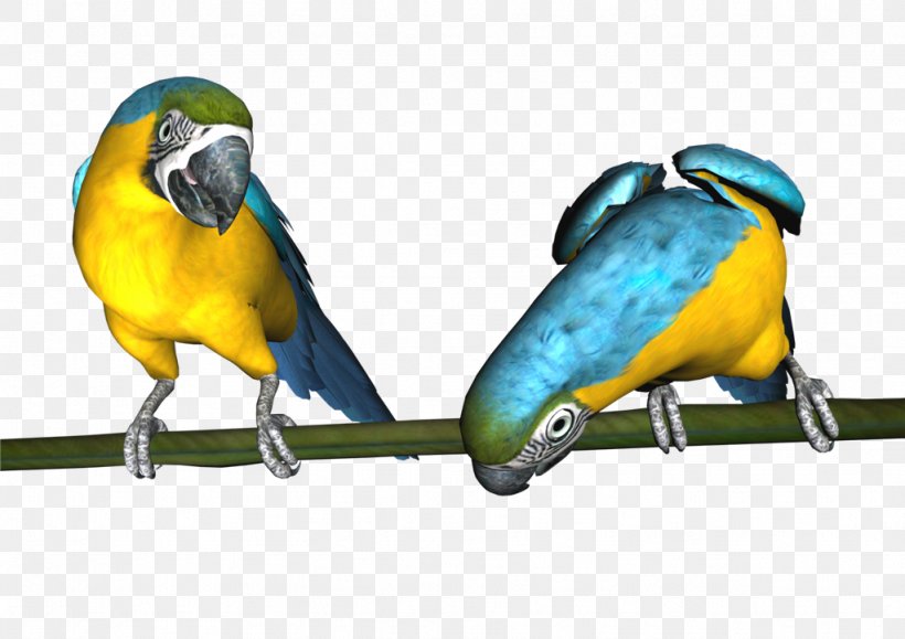 Budgerigar Parrot Lovebird Parakeet, PNG, 1024x724px, Budgerigar, Beak, Bird, Blue, Bluegreen Download Free