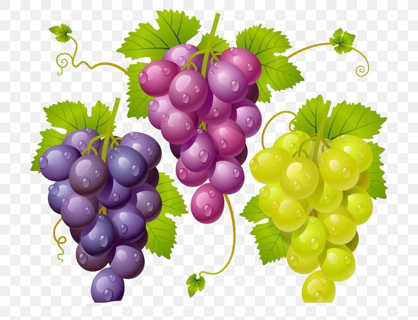 Kyoho Wine Grape Drawing, PNG, 729x627px, Kyoho, Common Grape Vine, Drawing, Food, Fruit Download Free