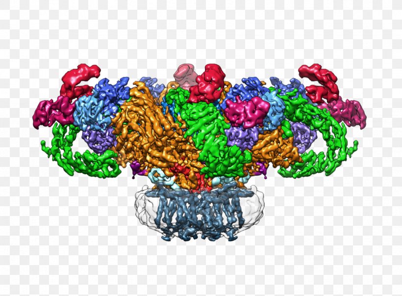 Max Planck Institute Of Molecular Physiology Ryanodine Receptor Cryogenic Electron Microscopy Membrane Protein Protein Structure, PNG, 1024x754px, Ryanodine Receptor, Cryogenic Electron Microscopy, Flower, Fruit, Inositol Trisphosphate Download Free
