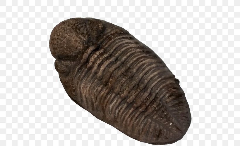 Trilobite, PNG, 500x500px, Trilobite, Invertebrate, Terrestrial Animal Download Free