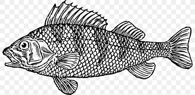 Whitefish Clip Art, PNG, 800x402px, Fish, Artwork, Black And White, Cod, Drawing Download Free