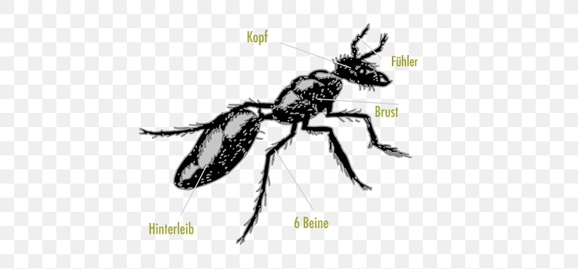 Ant Insect Clip Art Vector Graphics Openclipart, PNG, 678x381px, Ant, Arthropod, Bee, Beetle, Black And White Download Free