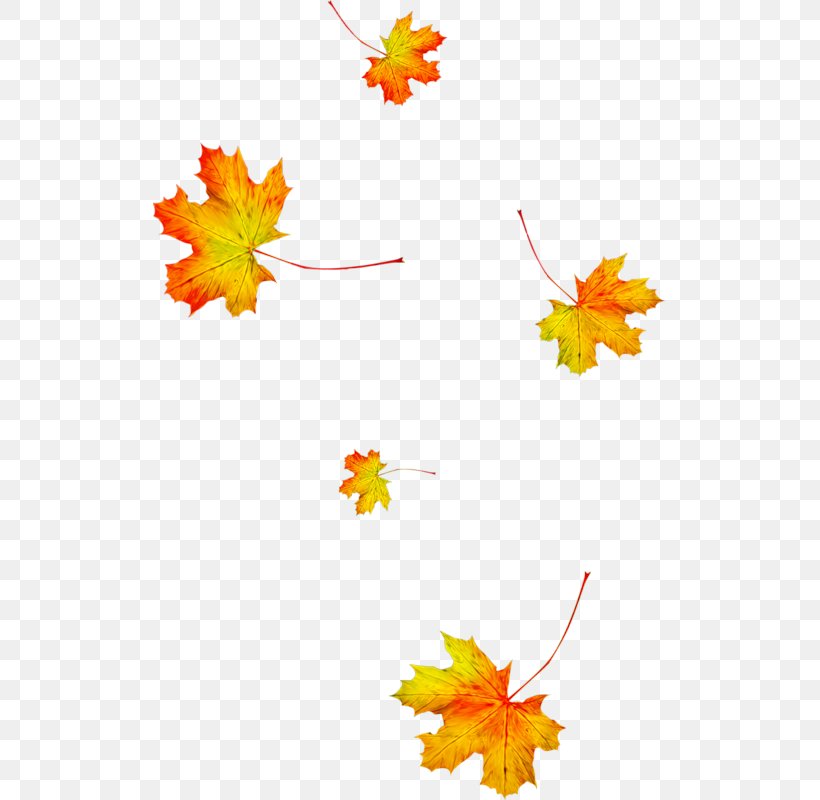 Autumn Leaves Animation Leaf Season, PNG, 513x800px, Autumn Leaves