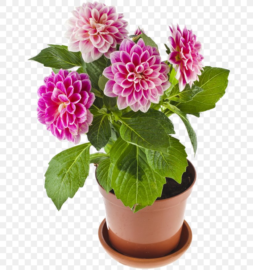 Cut Flowers Rose Stock Photography, PNG, 800x875px, Cut Flowers, Annual Plant, Dahlia, Depositphotos, Flower Download Free