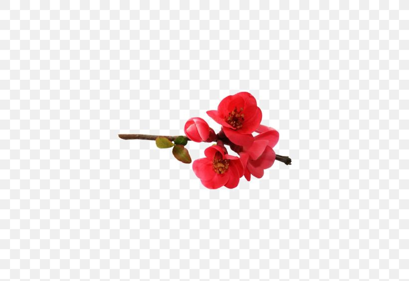 Flower Clip Art, PNG, 564x564px, Flower, Artificial Flower, Blossom, Cut Flowers, Designer Download Free