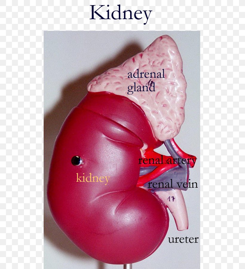 Kidney Circulatory System Anatomy Blood Renal Pelvis, PNG, 600x900px, Watercolor, Cartoon, Flower, Frame, Heart Download Free