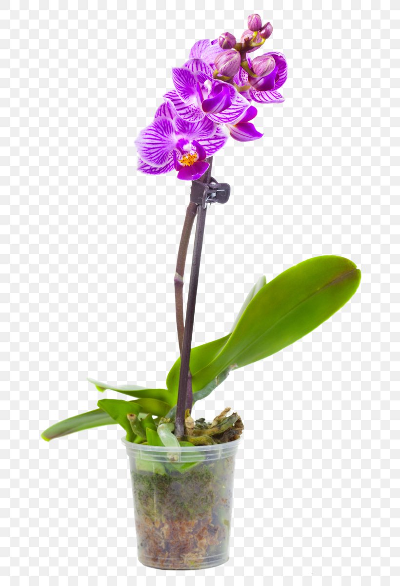 Moth Orchids Flowerpot Photography White, PNG, 800x1200px, Moth Orchids, Bougainvillea, Cattleya, Color, Cut Flowers Download Free
