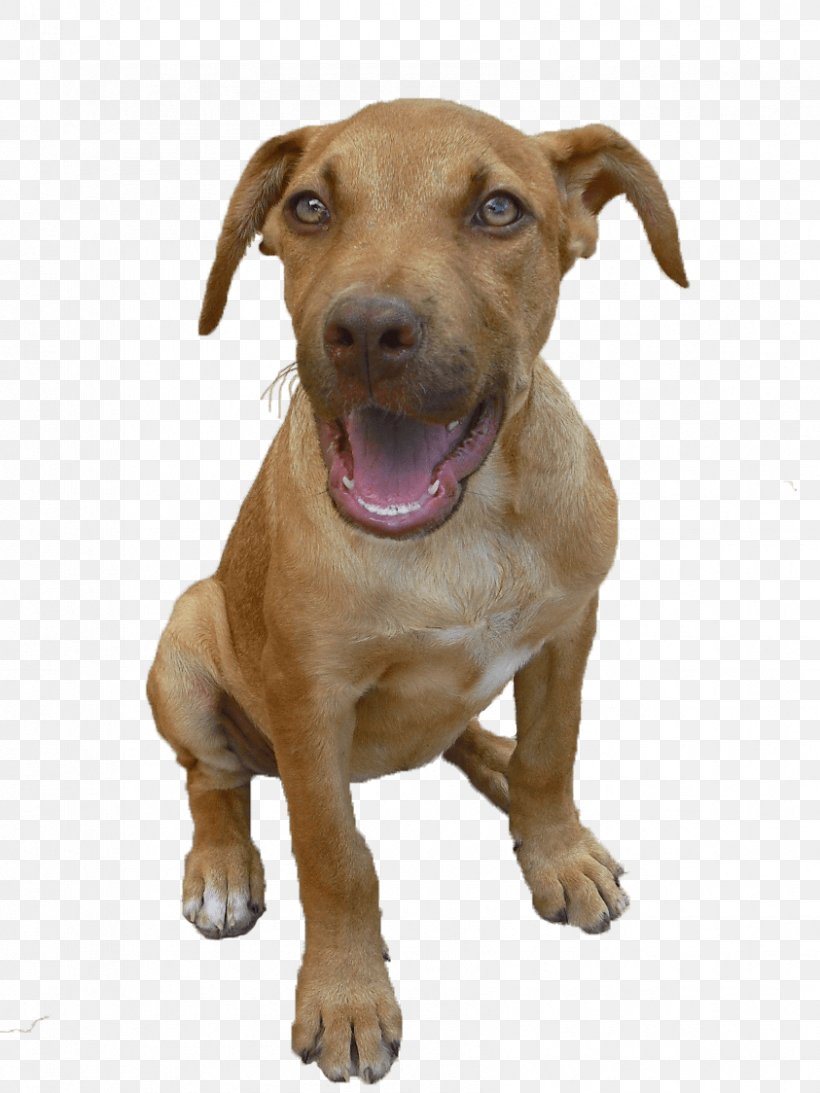 American Pit Bull Terrier Puppy Dog Breed Black Mouth Cur, PNG, 843x1124px, American Pit Bull Terrier, Animal, Black Mouth Cur, Blue Nose, Canidae Download Free