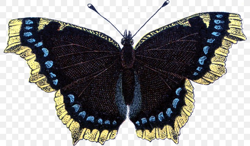 Butterfly Insect Clip Art, PNG, 800x480px, Butterfly, Art, Arthropod, Brush Footed Butterfly, Butterflies And Moths Download Free