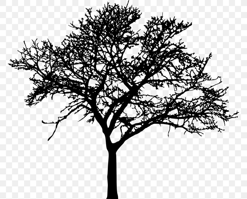Drawing Silhouette Clip Art, PNG, 768x662px, Drawing, Alpha Compositing, Black And White, Branch, Leaf Download Free