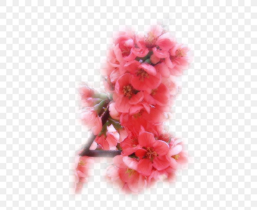 Photography Symbol, PNG, 476x670px, Photography, Azalea, Blossom, Cherry Blossom, Flower Download Free