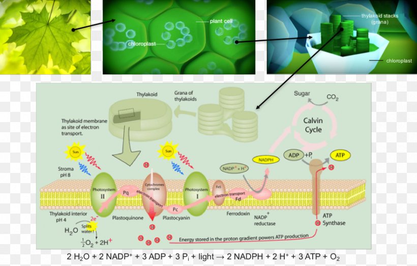 Electron Transport Chain Light Biology Plant Cell Photosynthesis, PNG, 880x562px, Electron Transport Chain, Absorption, Area, Biological Membrane, Biology Download Free