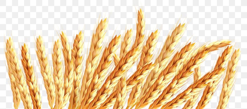 Oat Wheat Icon, PNG, 800x362px, Oat, Cereal, Cereal Germ, Commodity, Ear Download Free