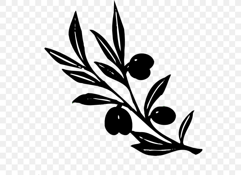 Olive Branch Clip Art Image, PNG, 558x596px, Olive Branch, Bay Laurel, Blackandwhite, Botany, Branch Download Free
