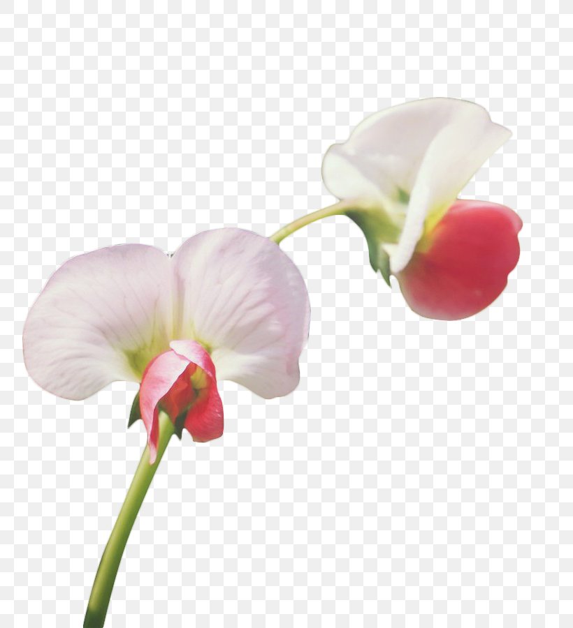 Pea Flower Angle, PNG, 808x900px, Pea, Artificial Flower, Bean, Cut Flowers, Ervilha Petit Pois Download Free