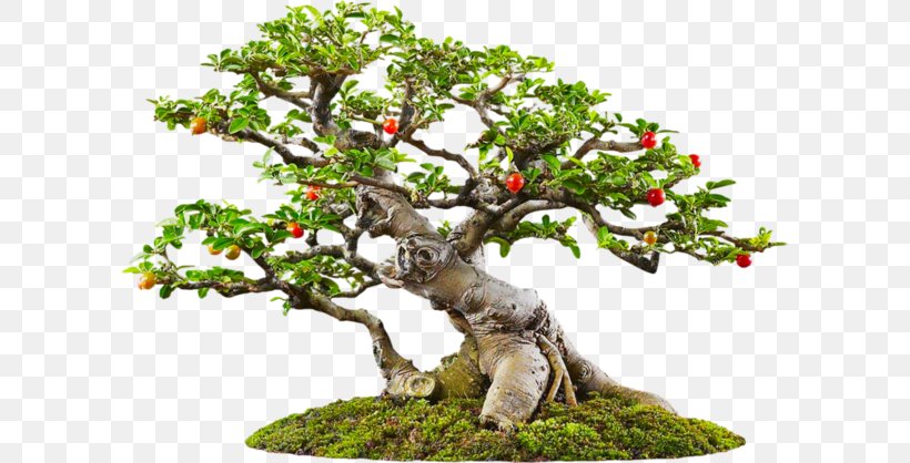 Tree Bonsai Icon, PNG, 600x418px, Tree, Bonsai, Houseplant, Plant, Sageretia Theezans Download Free