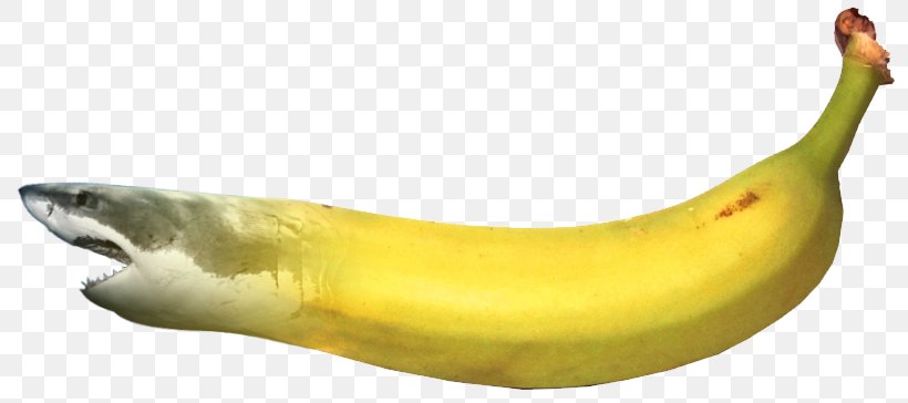Banana Shark, PNG, 807x364px, Banana, Banana Family, Com, Food, Freakingnews Download Free