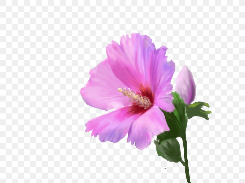 Flower Pink Computer File, PNG, 658x613px, Flower, Annual Plant, Color, Cosmos, Designer Download Free