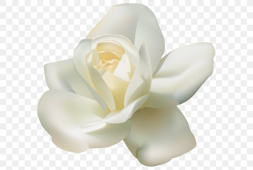 Rose White Clip Art, PNG, 600x551px, Rose, Color, Flower, Flowering Plant, Gardenia Download Free