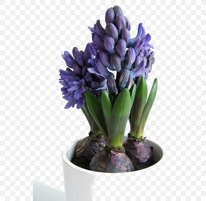 Spring Bulbs Growing Bulbs Hyacinth Plant, PNG, 557x800px, Spring Bulbs, Bulb, Bulbs In Containers, Common Water Hyacinth, Crocus Download Free