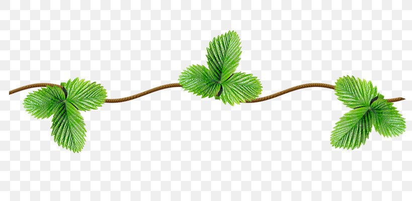Mint Icon, PNG, 800x400px, Mint, Berry, Branch, Dots Per Inch, Grass Download Free