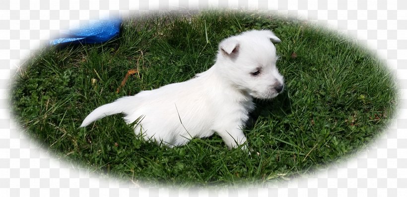 West Highland White Terrier White Shepherd Rare Breed (dog) Puppy Companion Dog, PNG, 3379x1642px, West Highland White Terrier, Breed, Carnivoran, Companion Dog, Crossbreed Download Free