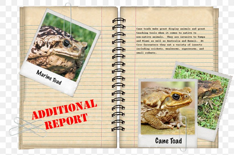 Florida Box Turtle Animal Crocodile, PNG, 1100x730px, Turtle, Advertising, Alligator, Alligator Wrestling, Animal Download Free
