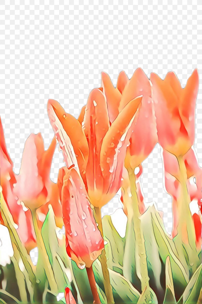 Flowers Background, PNG, 1632x2448px, Cartoon, Botany, Canna, Closeup, Cut Flowers Download Free