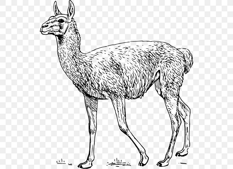 Guanaco Llama Alpaca Clip Art, PNG, 540x595px, Guanaco, Alpaca, Animal Figure, Beak, Black And White Download Free