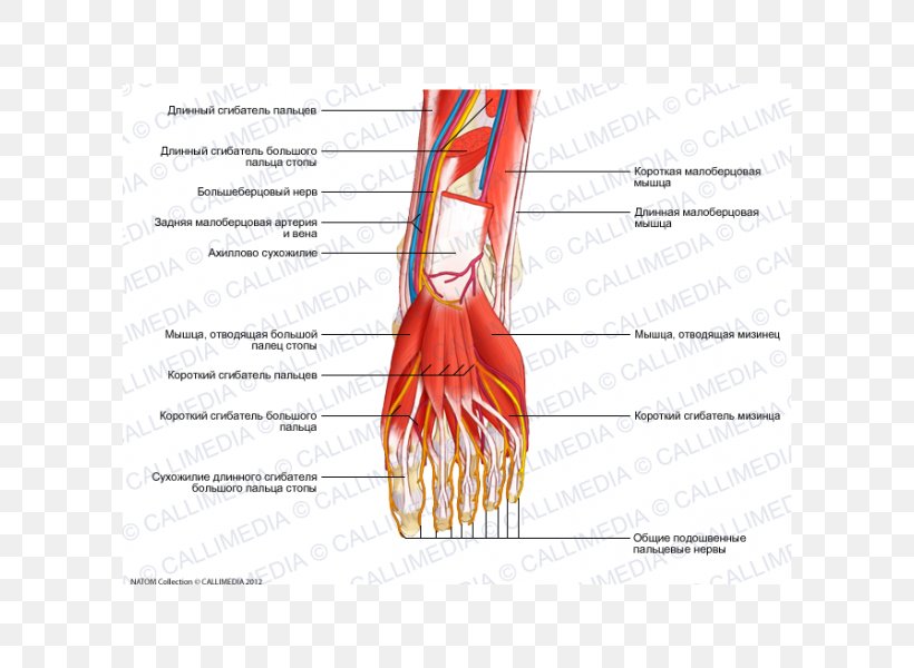 Thumb Nerve Muscle Blood Vessel Foot, PNG, 600x600px, Watercolor, Cartoon, Flower, Frame, Heart Download Free
