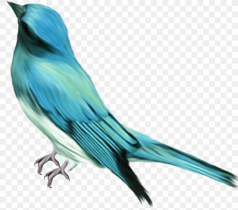 Bird Polyvore Clip Art, PNG, 1311x1161px, Bird, Albom, Beak, Blue, Bluebird Download Free